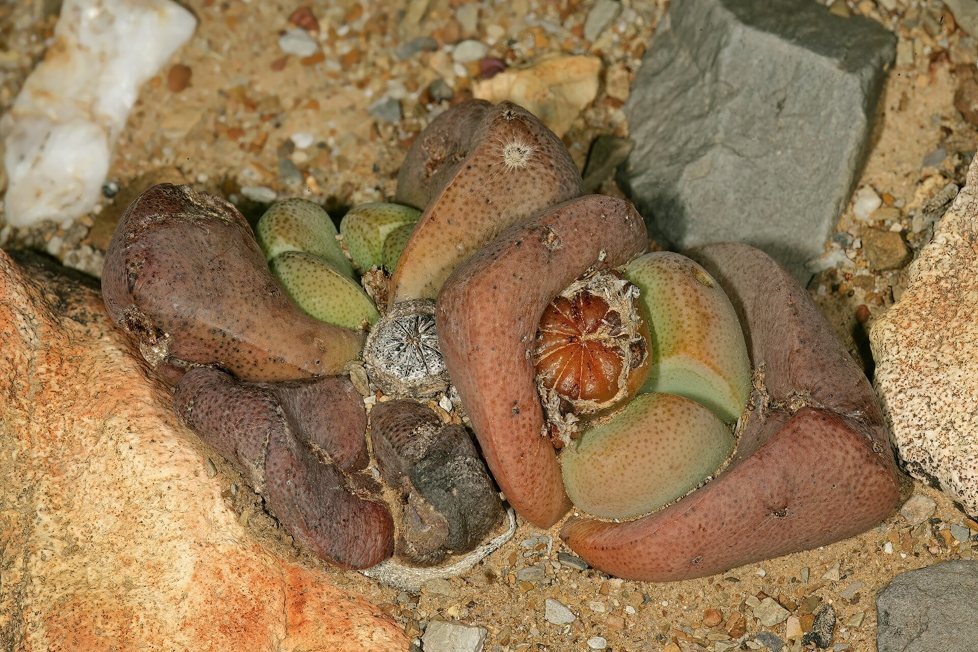 Imagem de referência relacionada a Tanquana, item descrito como género de plantas