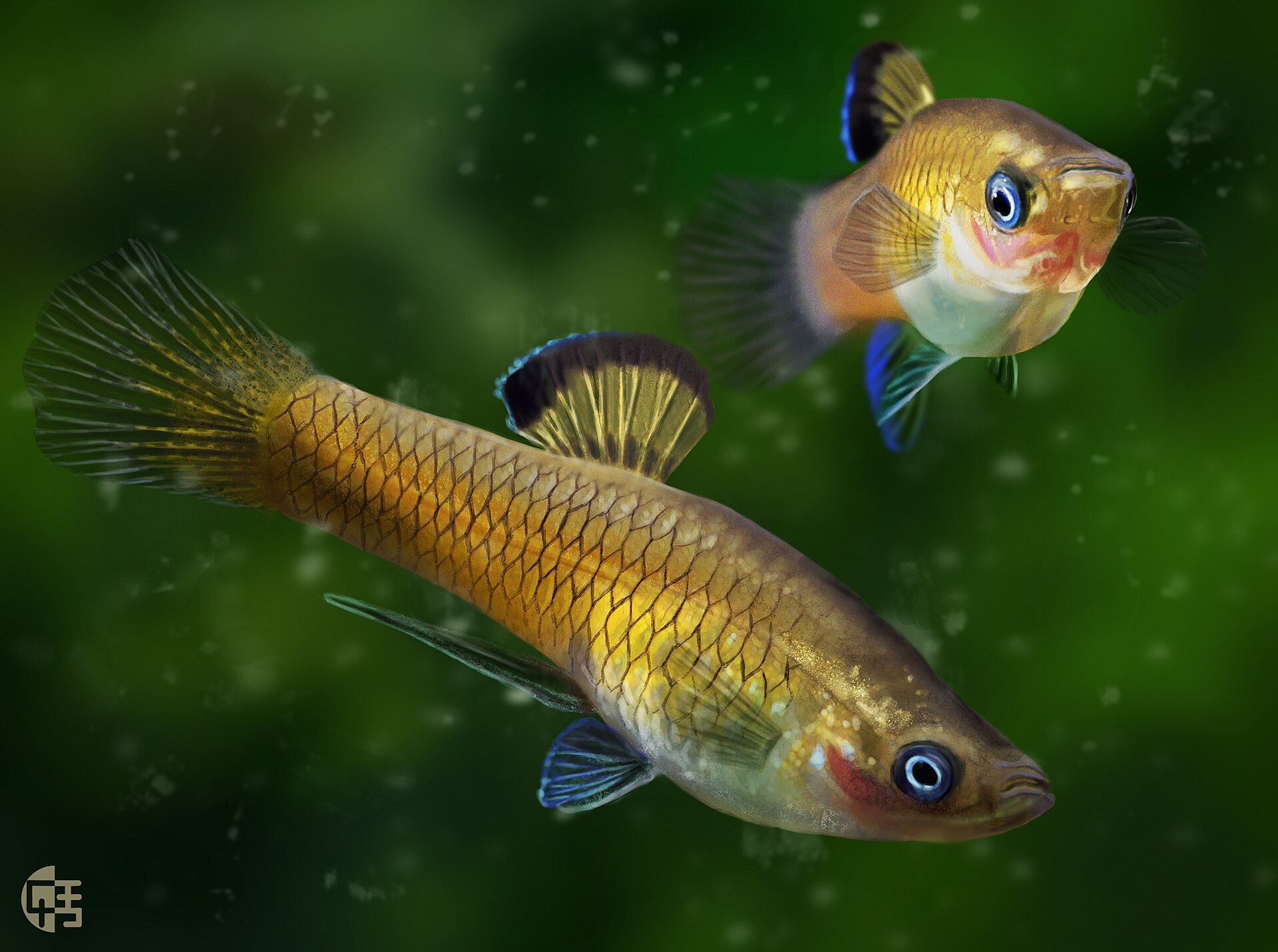 Imagem de referência relacionada a Phallichthys, item descrito como género de peixes