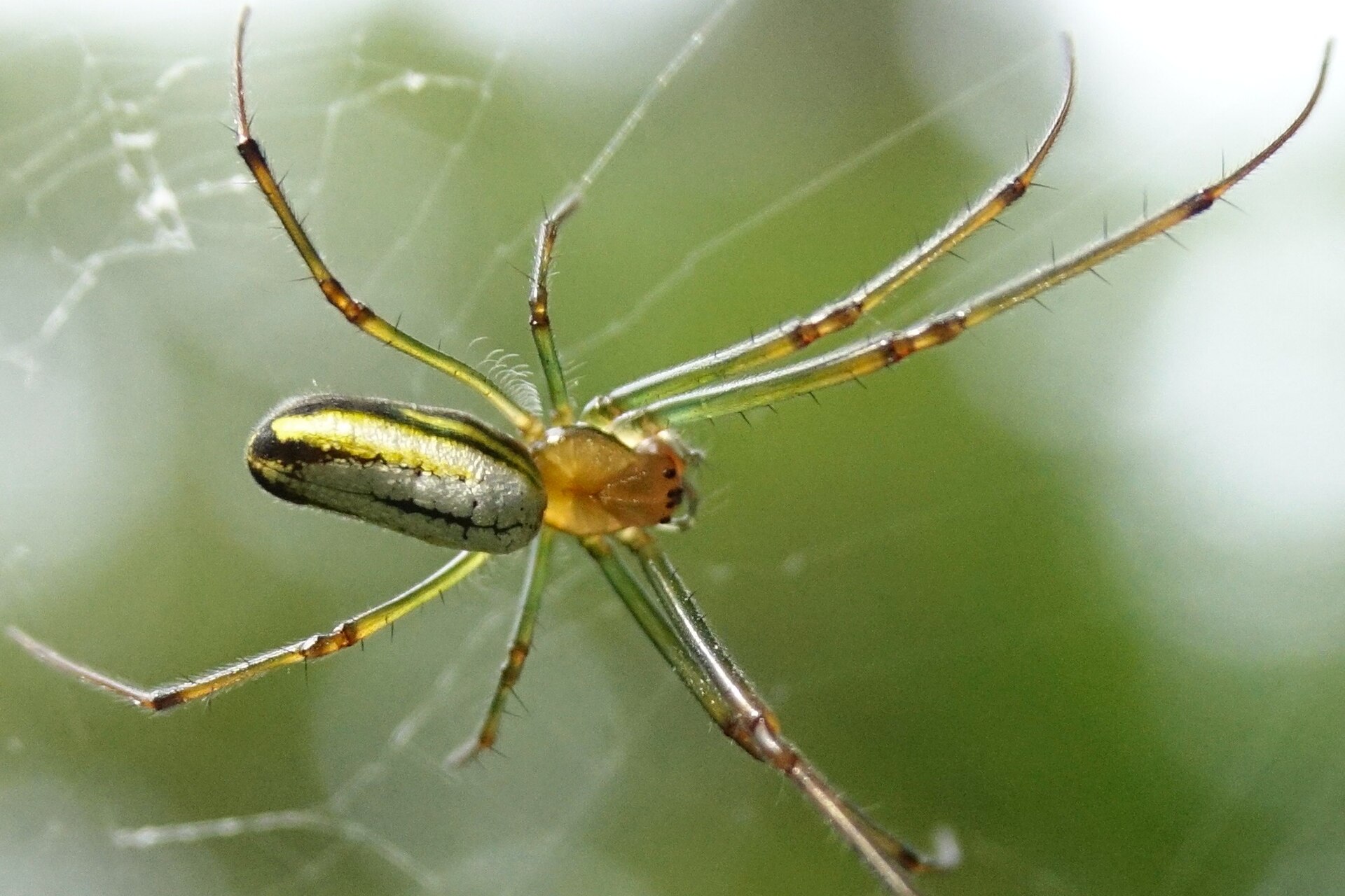 Imagem de referência de Leucauge subblanda, descrito nos dados abertos como espécie de aracnídeo
