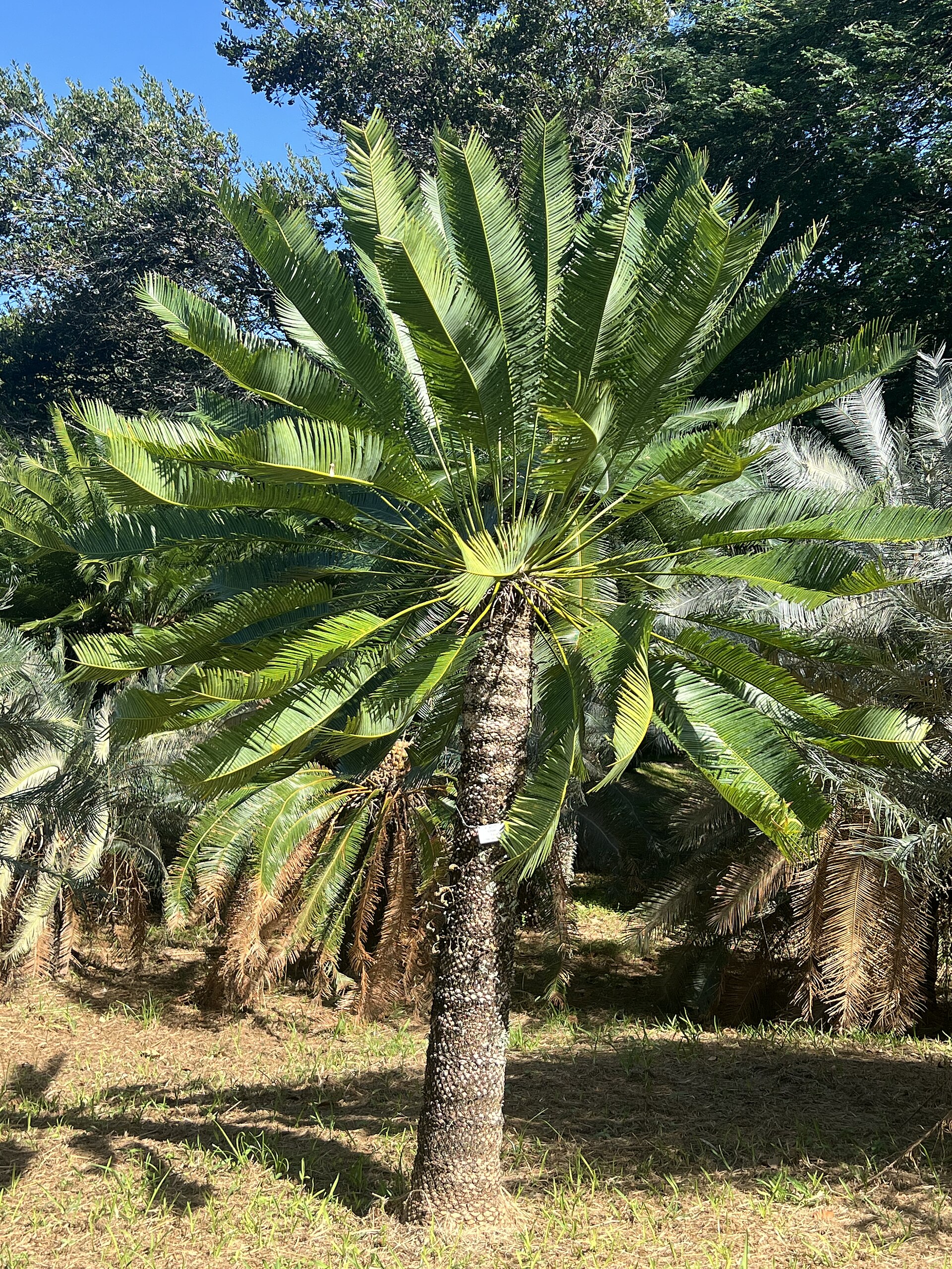 Imagem de referência relacionada a Cycas conferta, item descrito como espécie de planta