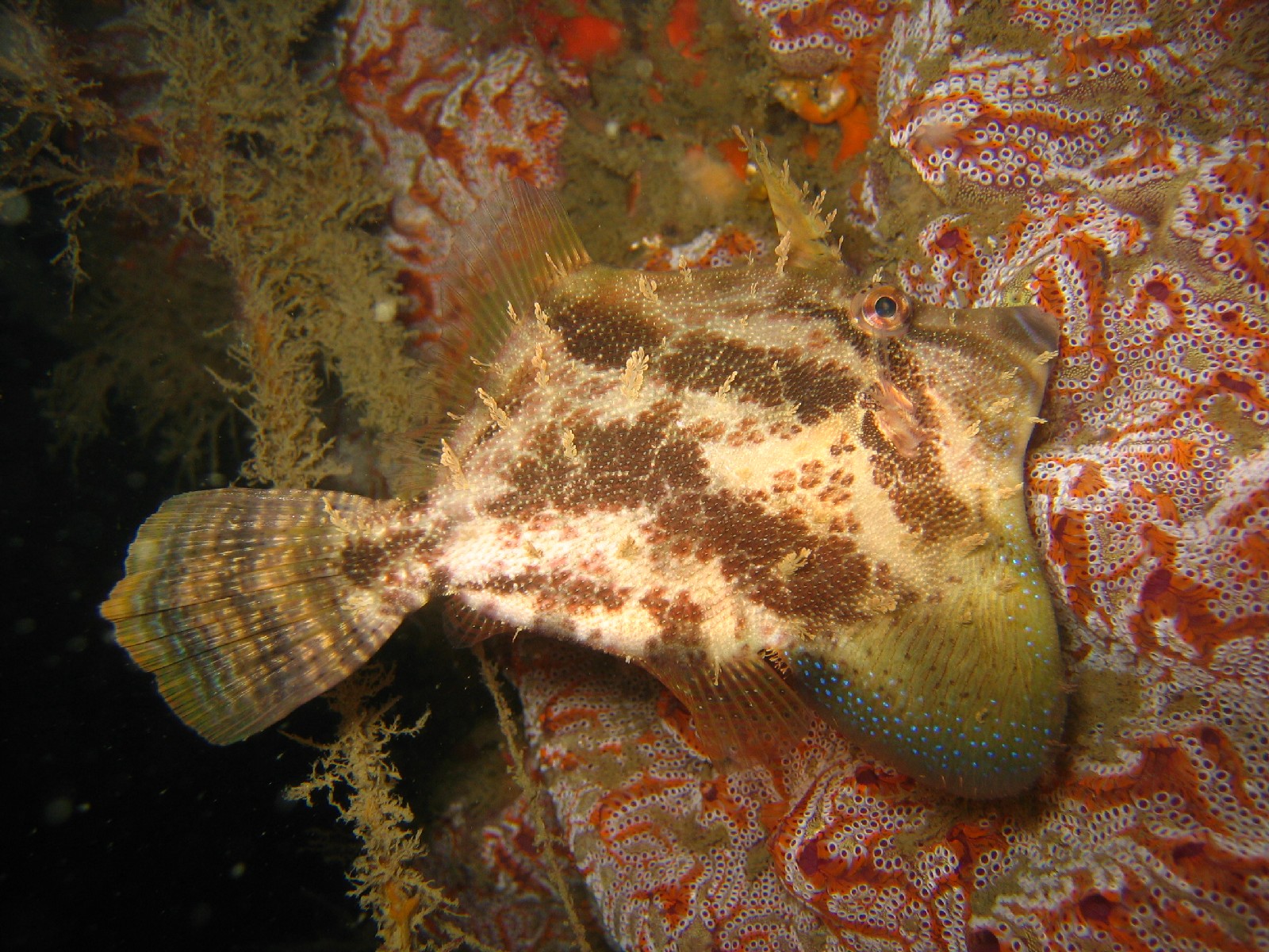 Imagem de referência relacionada a Monacanthus, item descrito como género de peixes