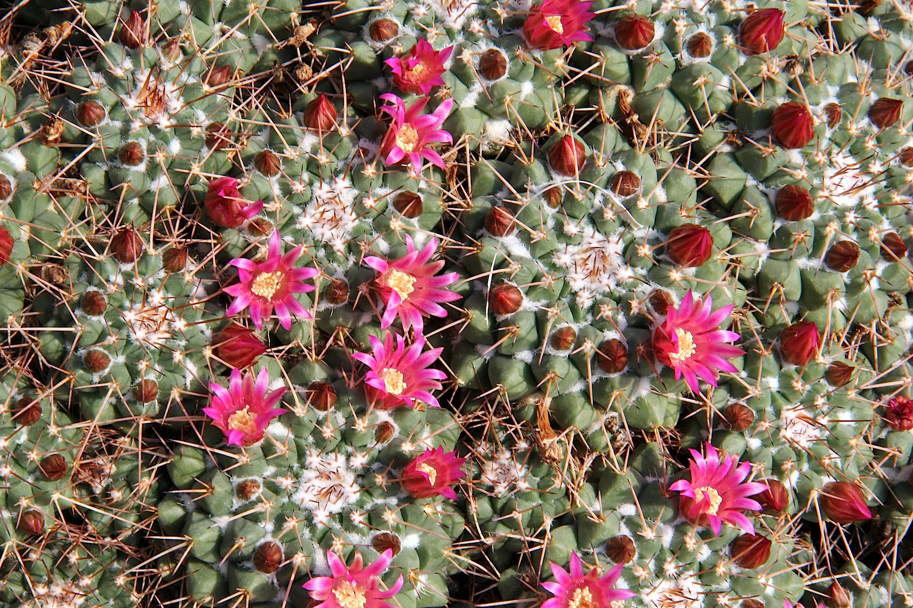 Imagem de referência relacionada a Mammillaria magnimamma, item descrito como registro de referência sobre Mammillaria magnimamma, organizado a partir de dados estruturados abertos