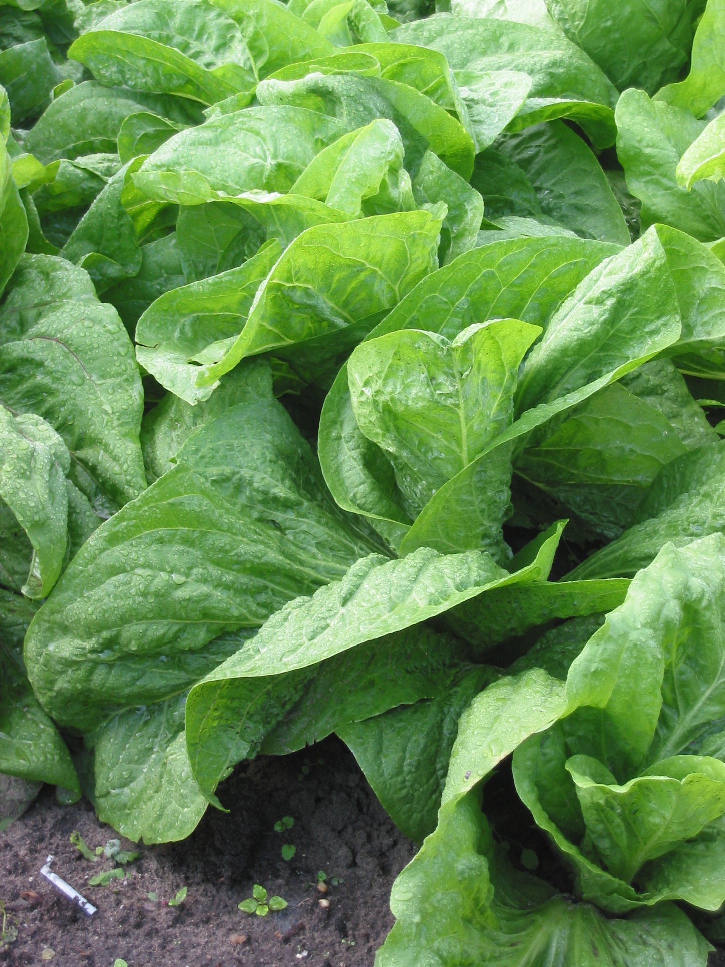 Imagem de referência relacionada a Cichorium intybus var. foliosum, item descrito como registro de referência sobre Cichorium intybus var. foliosum, organizado a partir de dados estruturados abertos