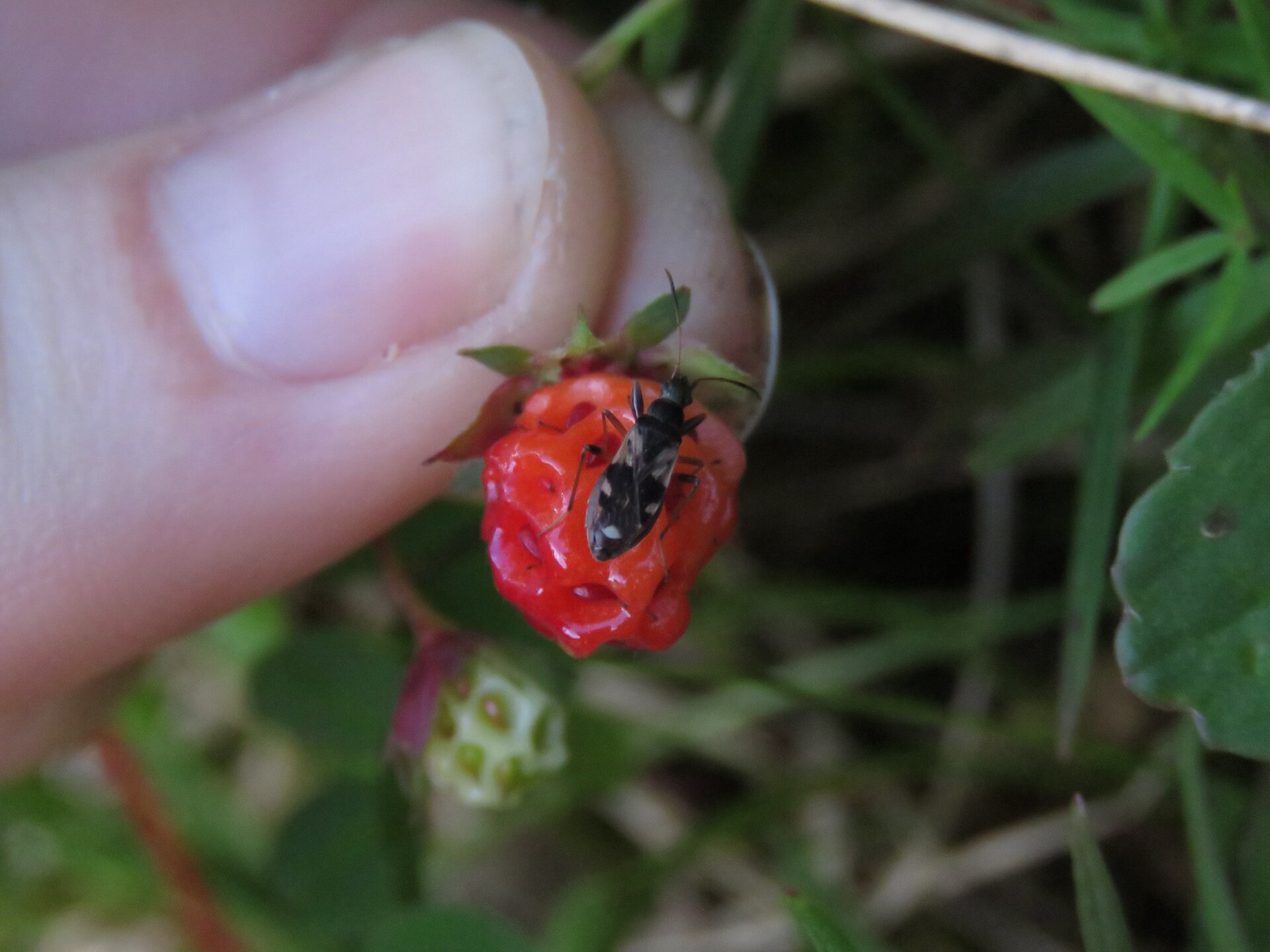 Imagem de referência de Ligyrocoris sylvestris, descrito nos dados abertos como espécie de inseto