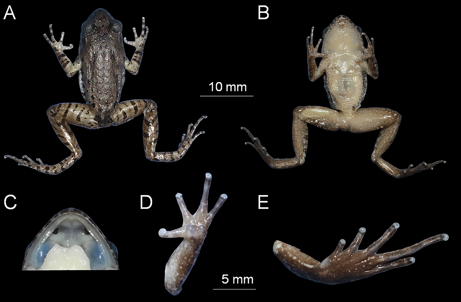 Imagem de referência de Leptobrachella chishuiensis, descrito nos dados abertos como espécie de anfíbio