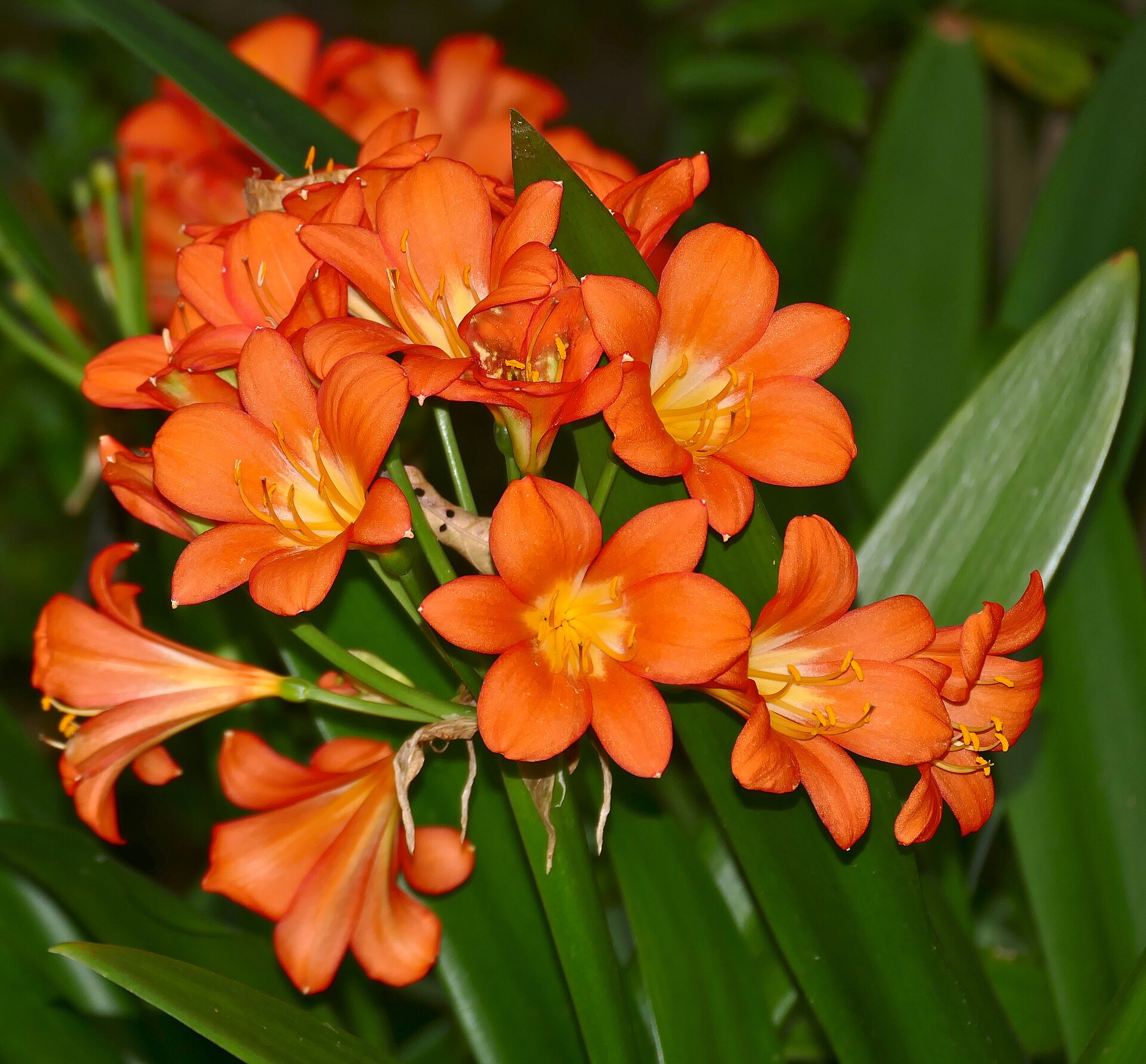 Imagem de referência relacionada a Clivia miniata, item descrito como espécie de flor