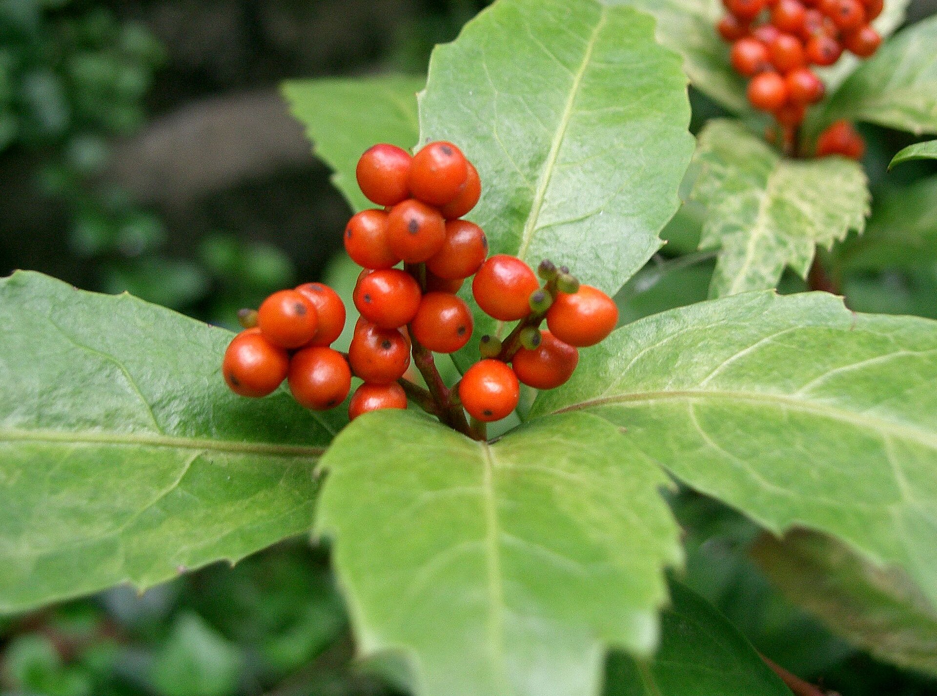 Imagem de referência relacionada a Chloranthaceae, item descrito como registro de referência sobre Chloranthaceae, organizado a partir de dados estruturados abertos