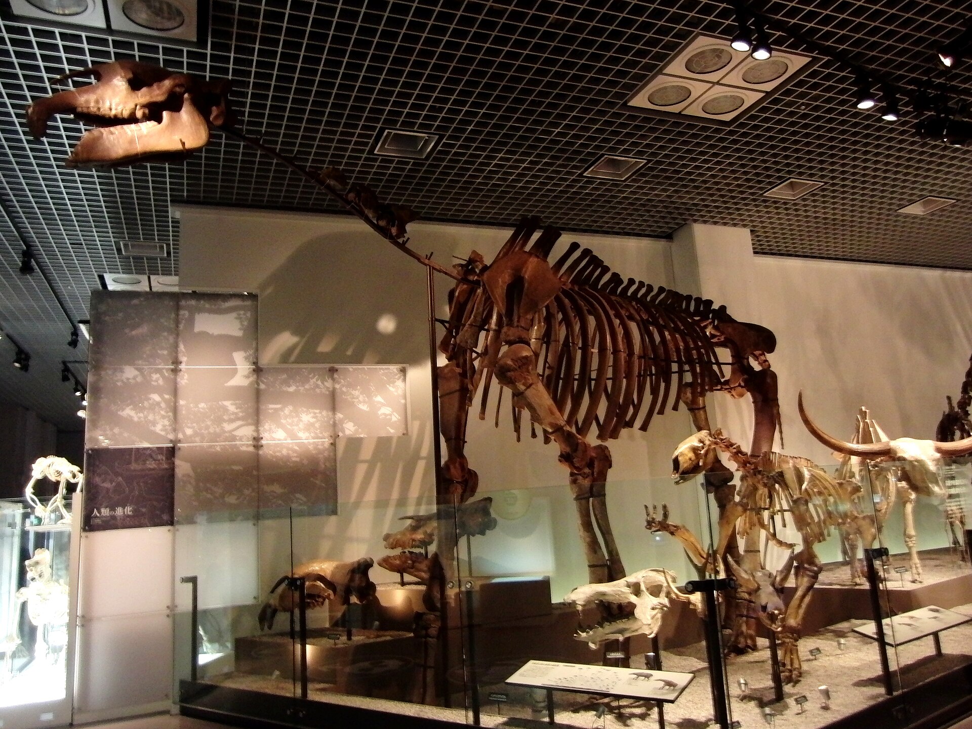 Imagem de referência de Hyracodontidae, descrito nos dados abertos como família de mamíferos