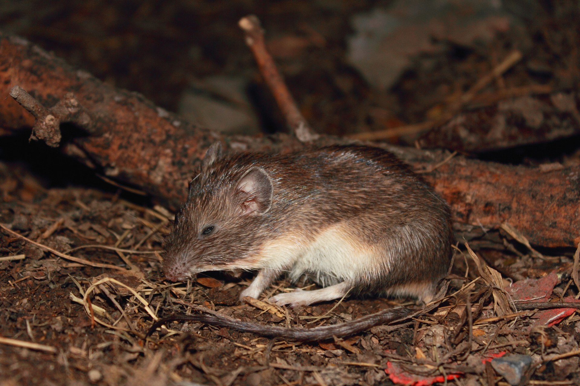 Imagem de referência de Heteromys irroratus, descrito nos dados abertos como espécie de mamífero