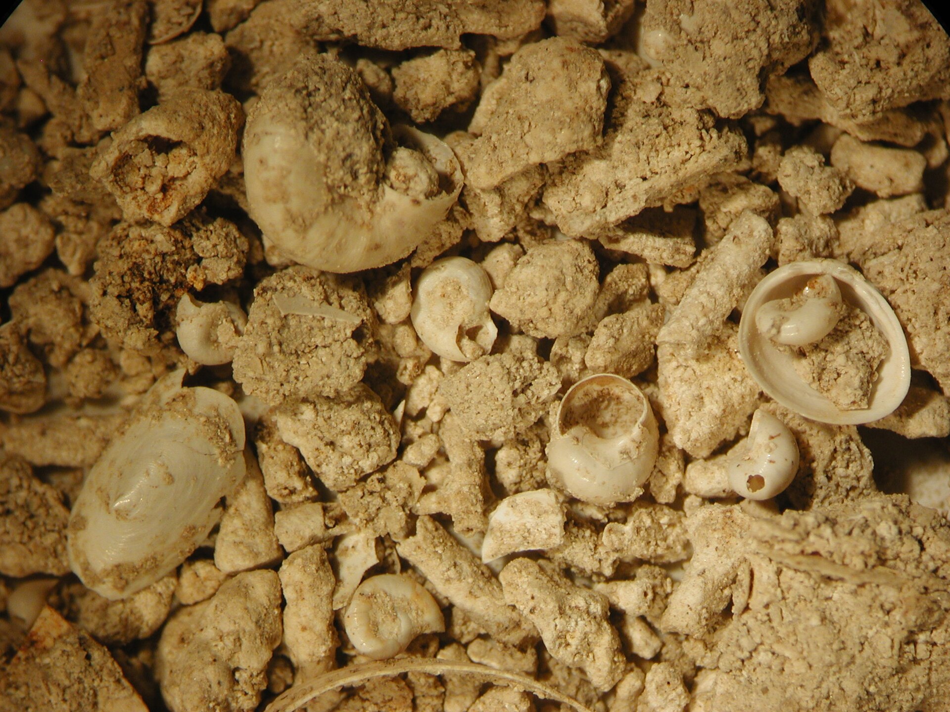 Imagem de referência de Gyraulus albus, descrito nos dados abertos como espécie de molusco