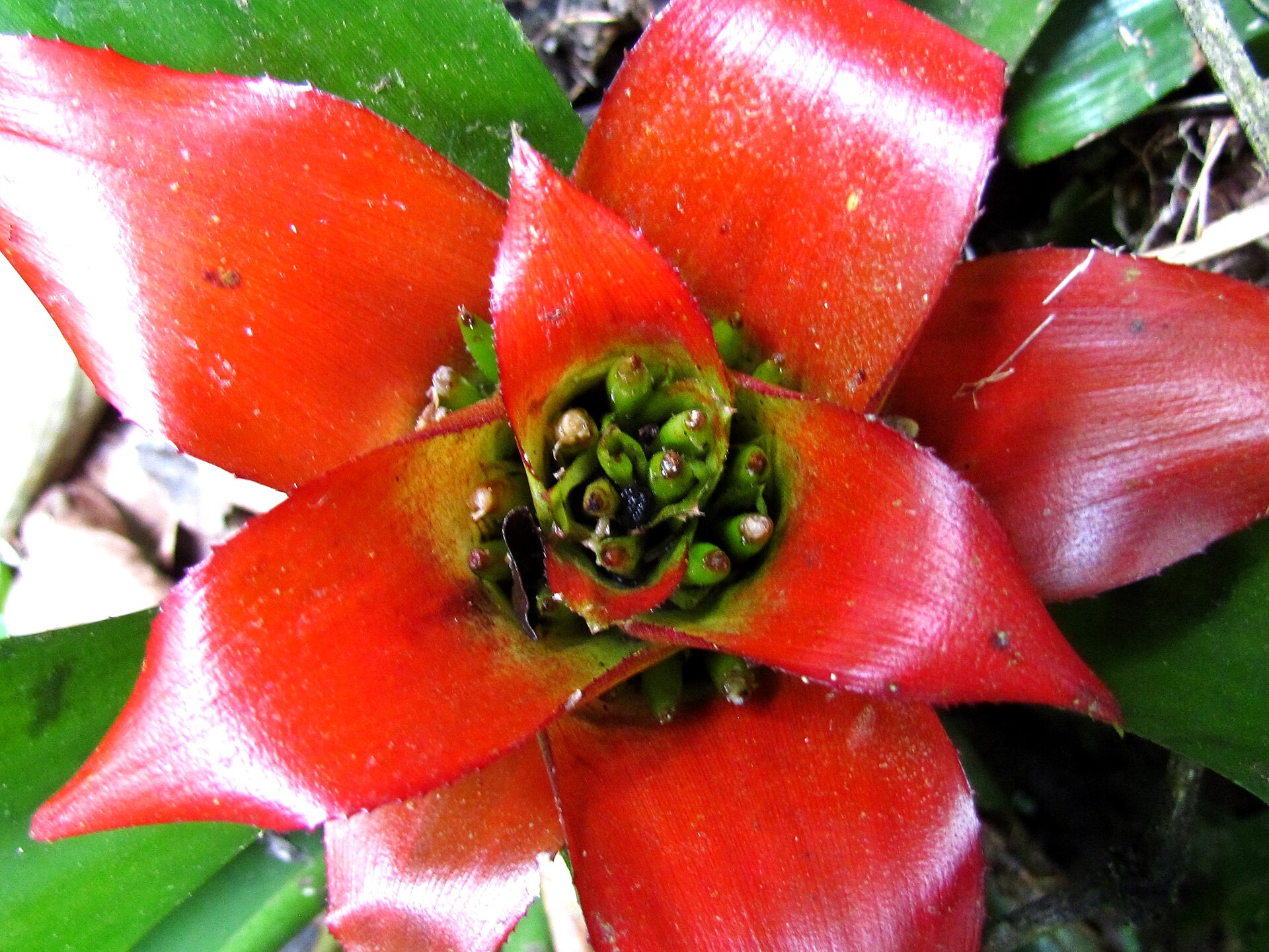 Imagem de referência relacionada a Bromelia, item descrito como género de plantas