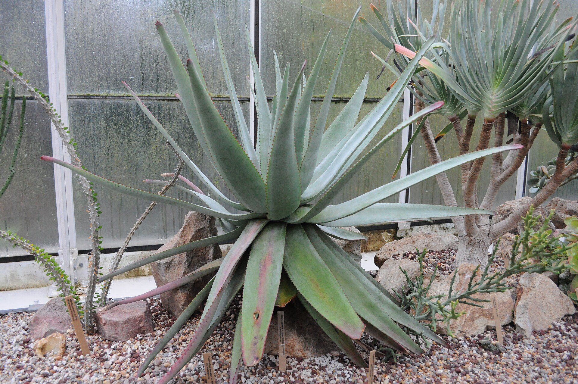 Imagem de referência relacionada a Aloe capitata, item descrito como espécie de planta