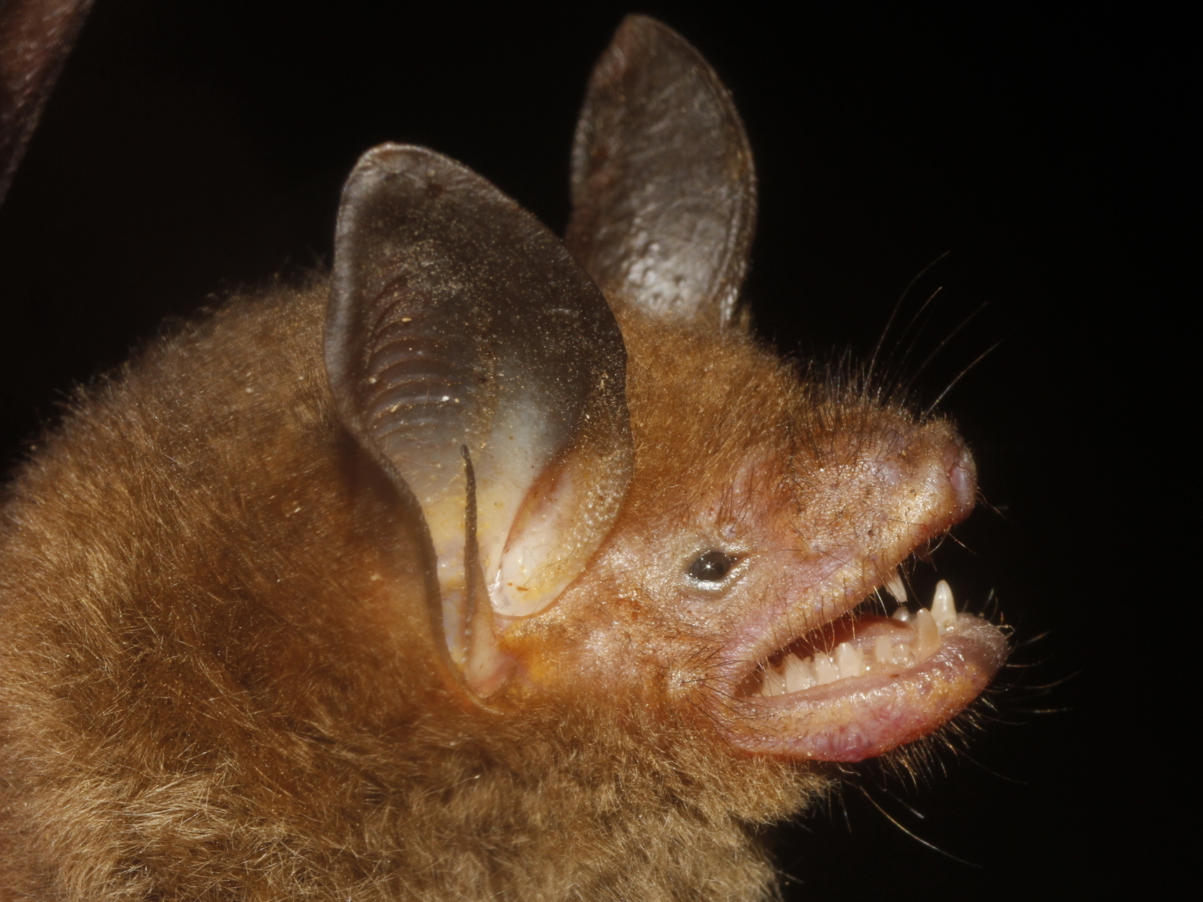 Imagem de referência relacionada a Bauerus dubiaquercus, item descrito como espécie de mamífero