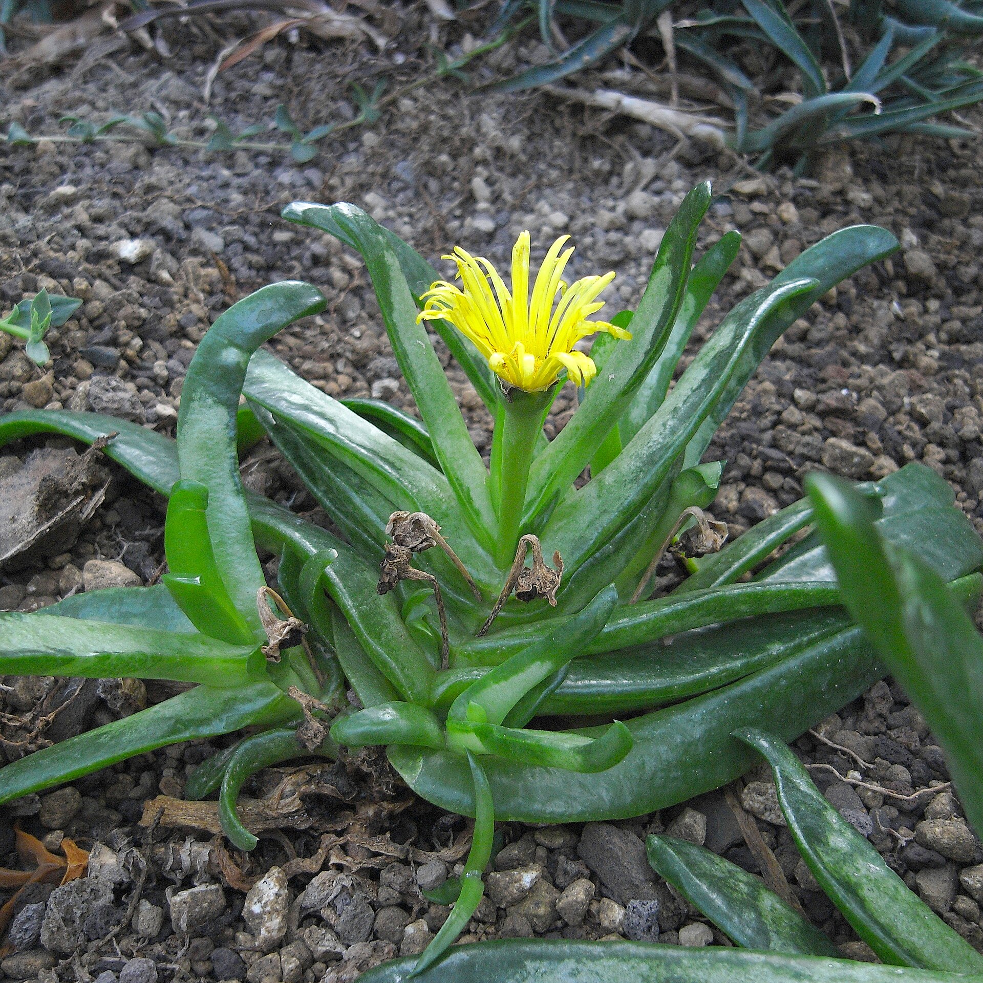 Imagem de referência relacionada a Glottiphyllum, item descrito como género de plantas