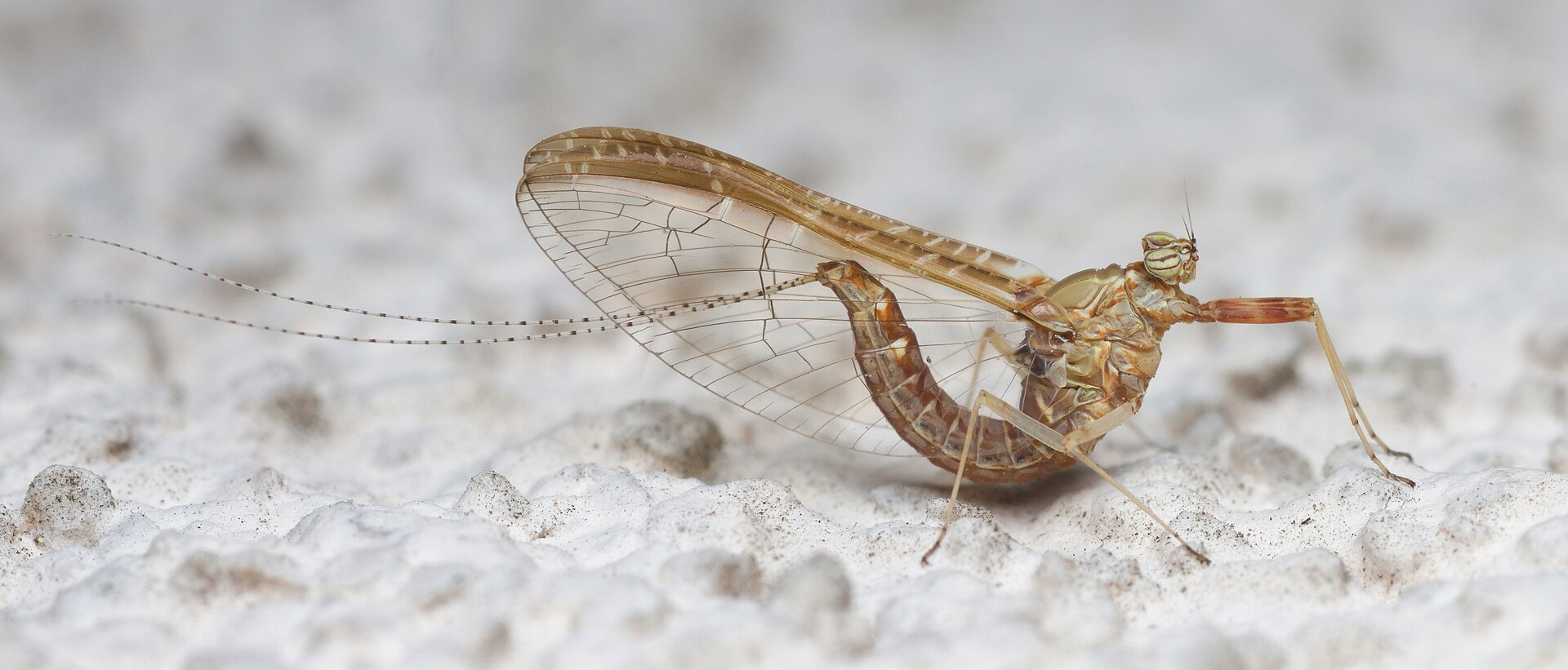 Imagem de referência de Cloeon dipterum, descrito nos dados abertos como espécie de inseto