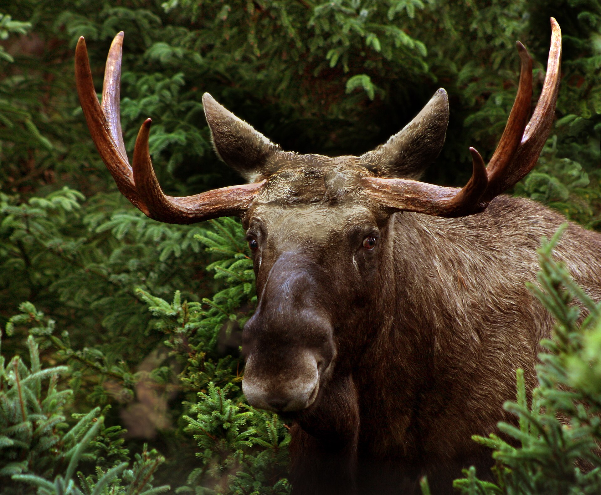 Imagem de referência relacionada a MOOSE, item descrito como registro de referência sobre MOOSE, organizado a partir de dados estruturados abertos