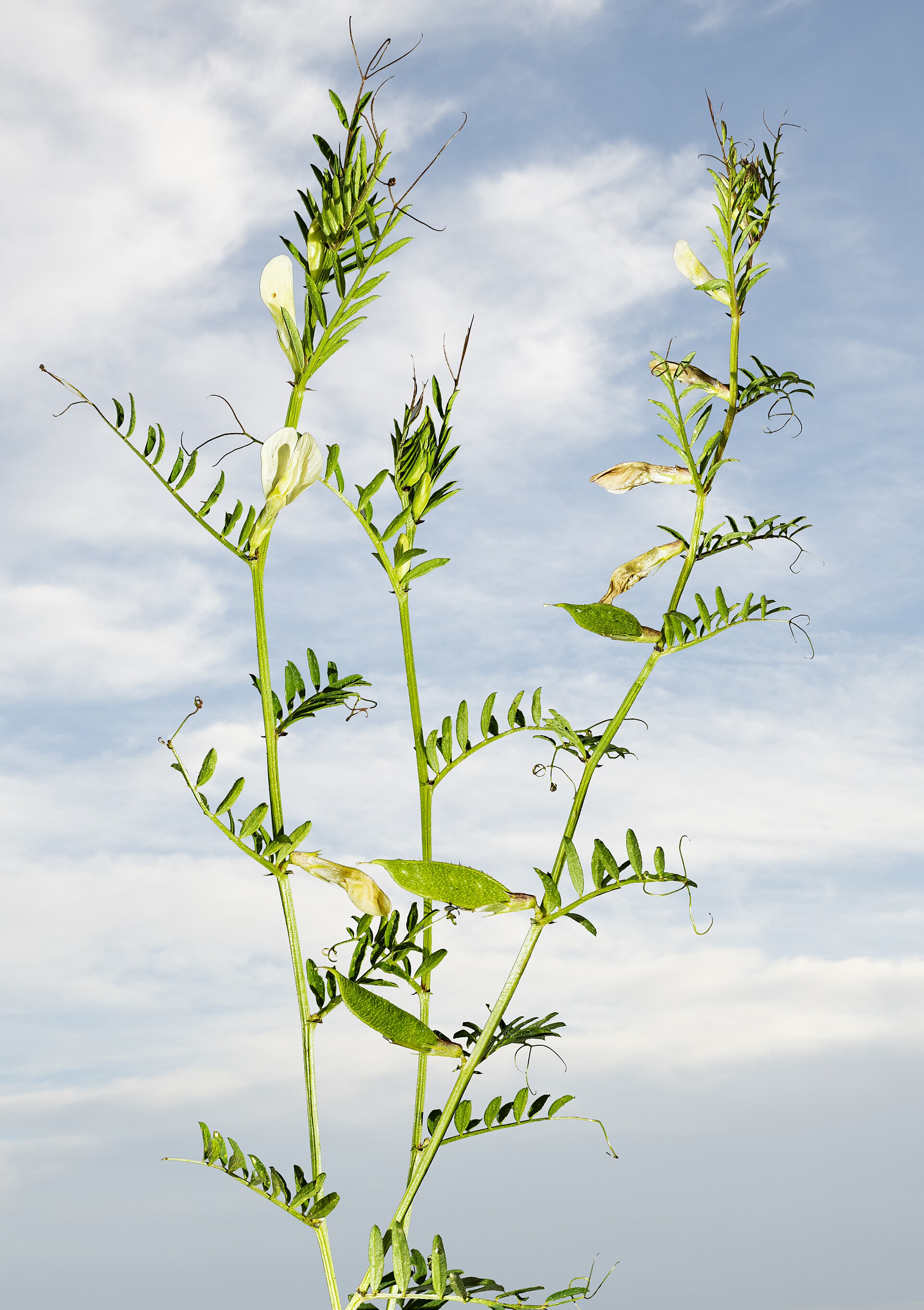 Imagem de referência relacionada a Vicia lutea, item descrito como espécie de planta