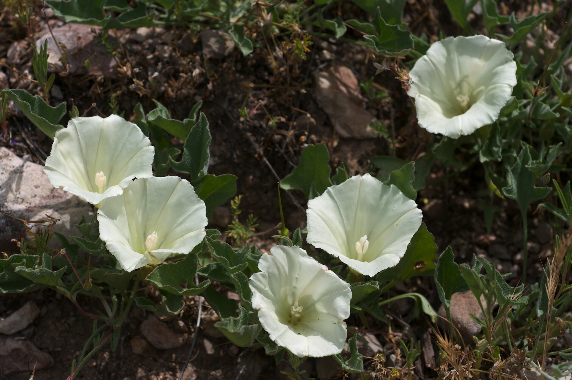 Imagem de referência relacionada a Calystegia subacaulis, item descrito como registro de referência sobre Calystegia subacaulis, organizado a partir de dados estruturados abertos
