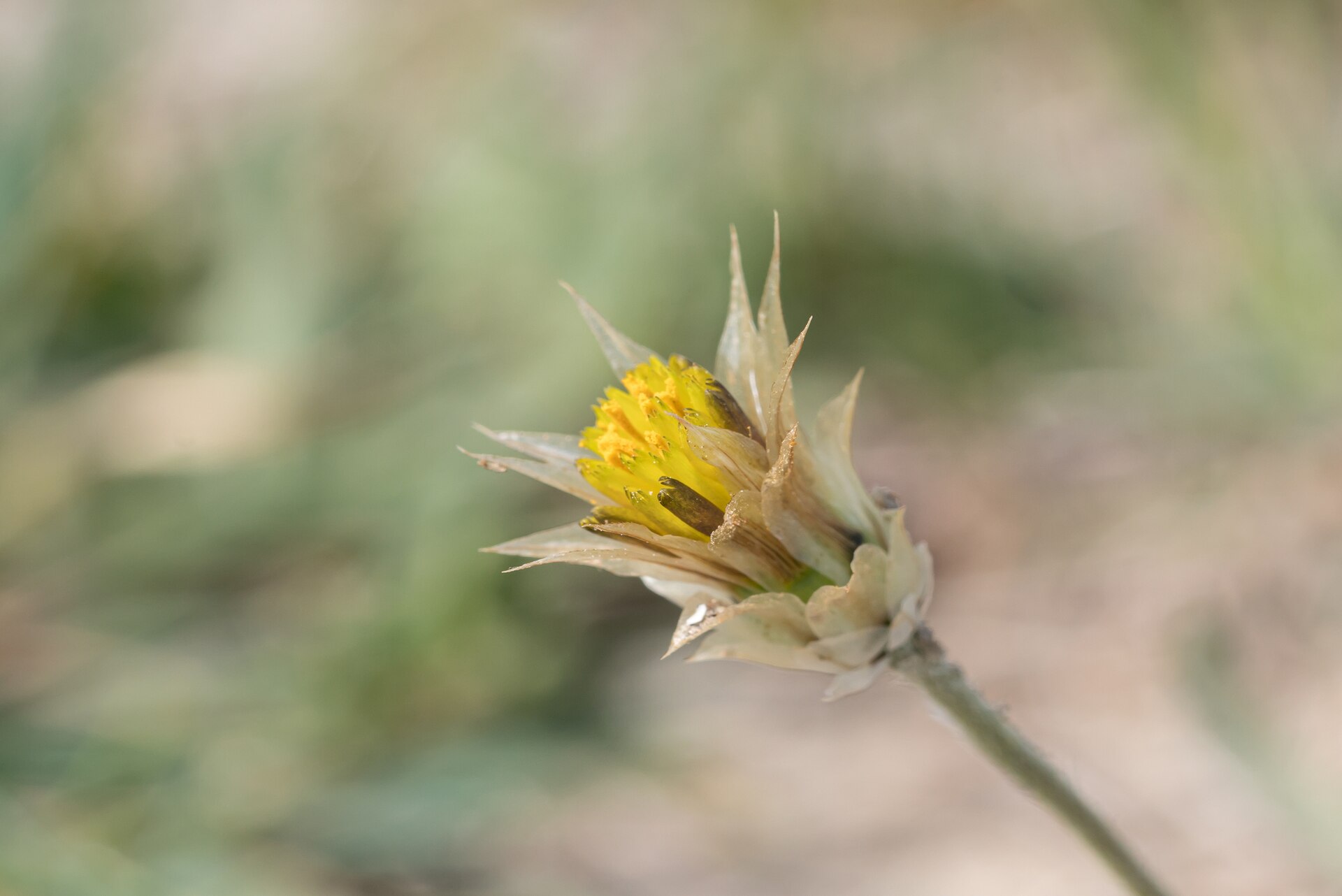 Imagem de referência de Catananche lutea, descrito nos dados abertos como espécie de planta