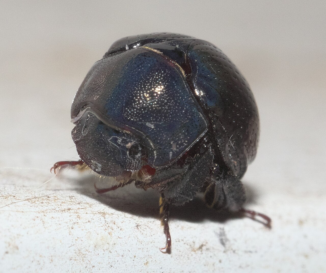 Imagem de referência relacionada a Hybosoridae, item descrito como registro de referência sobre Hybosoridae, organizado a partir de dados estruturados abertos