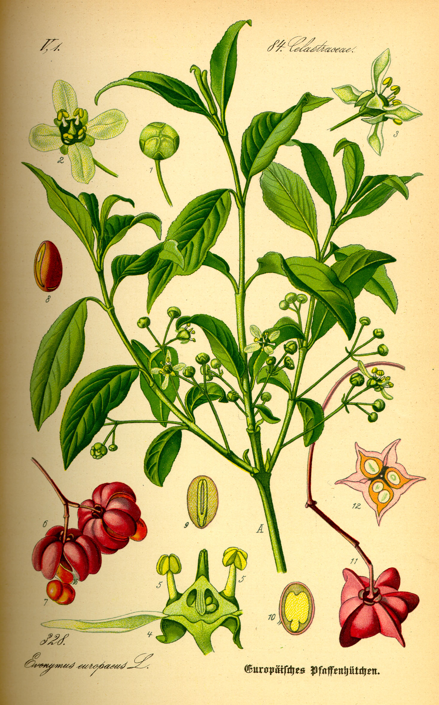 Imagem de referência relacionada a Celastrales, item descrito como ordem de plantas com flor, do clado das fabídeas, que agrupa duas famílias e mais de 1350 espécies