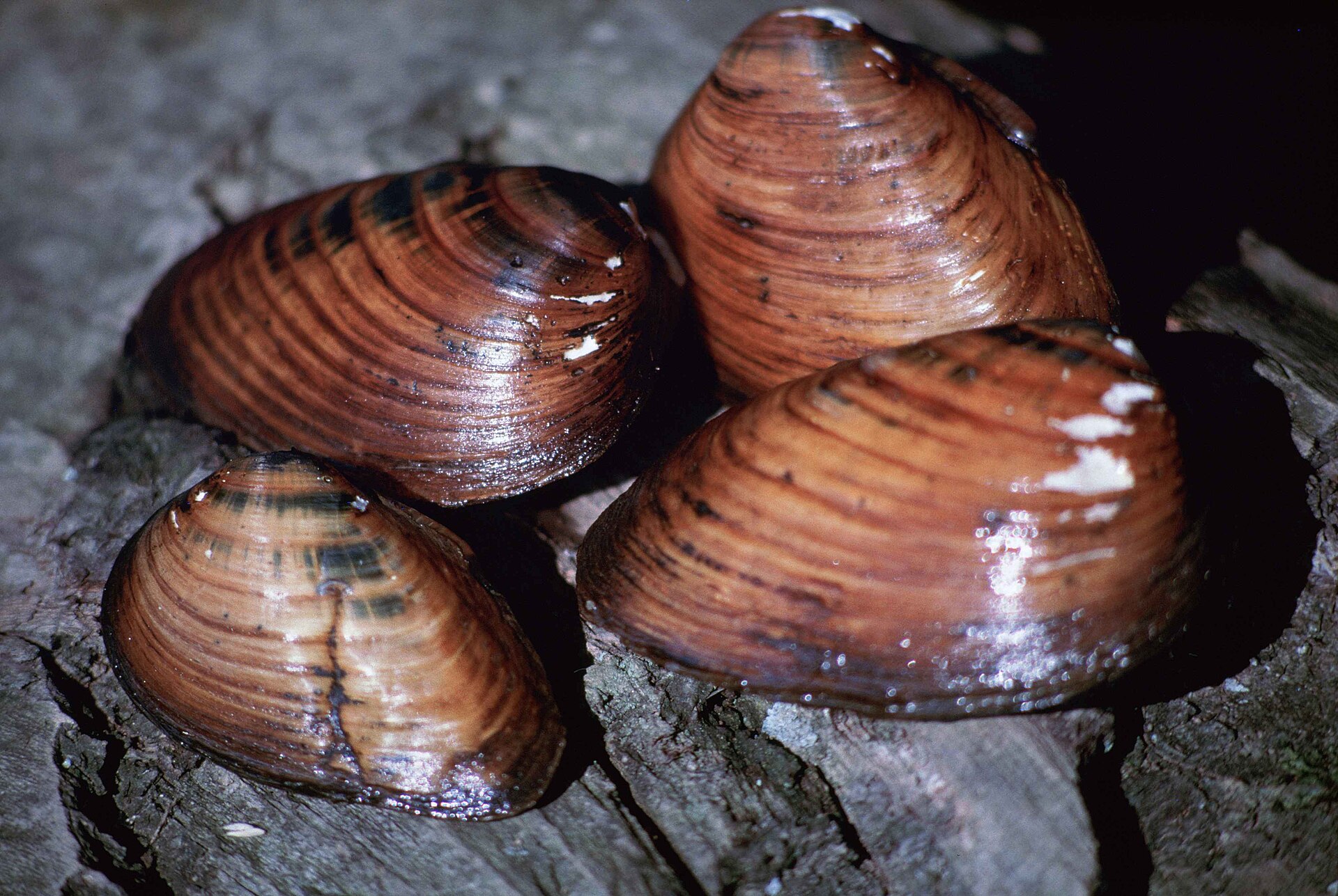 Imagem de referência de Pleurobema clava, descrito nos dados abertos como espécie de molusco