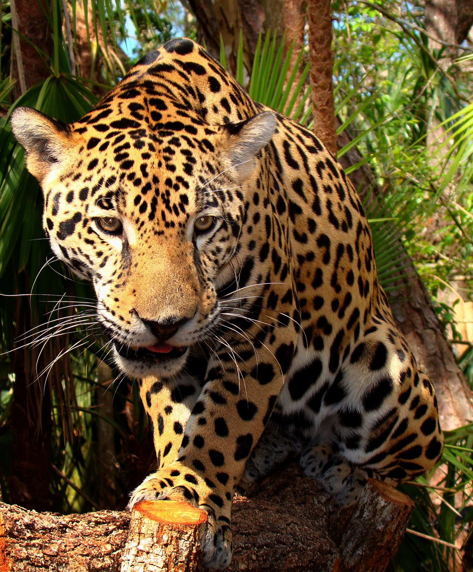 Imagem de referência relacionada a onça-pintada, item descrito como mamífero da família Felidae