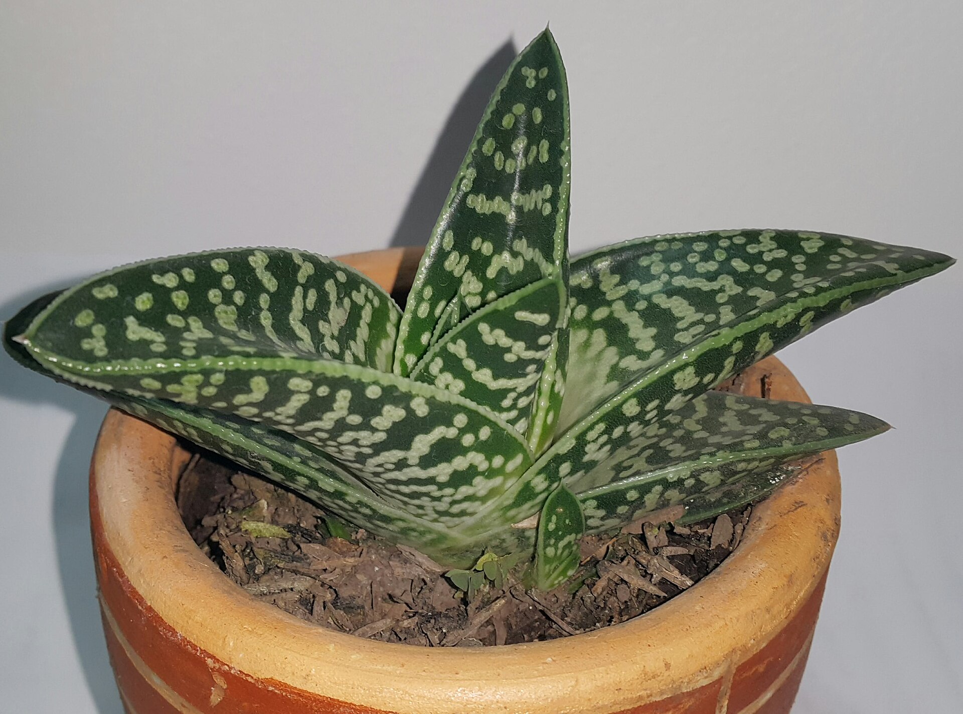Imagem de referência relacionada a Aloe sladeniana, item descrito como espécie de planta