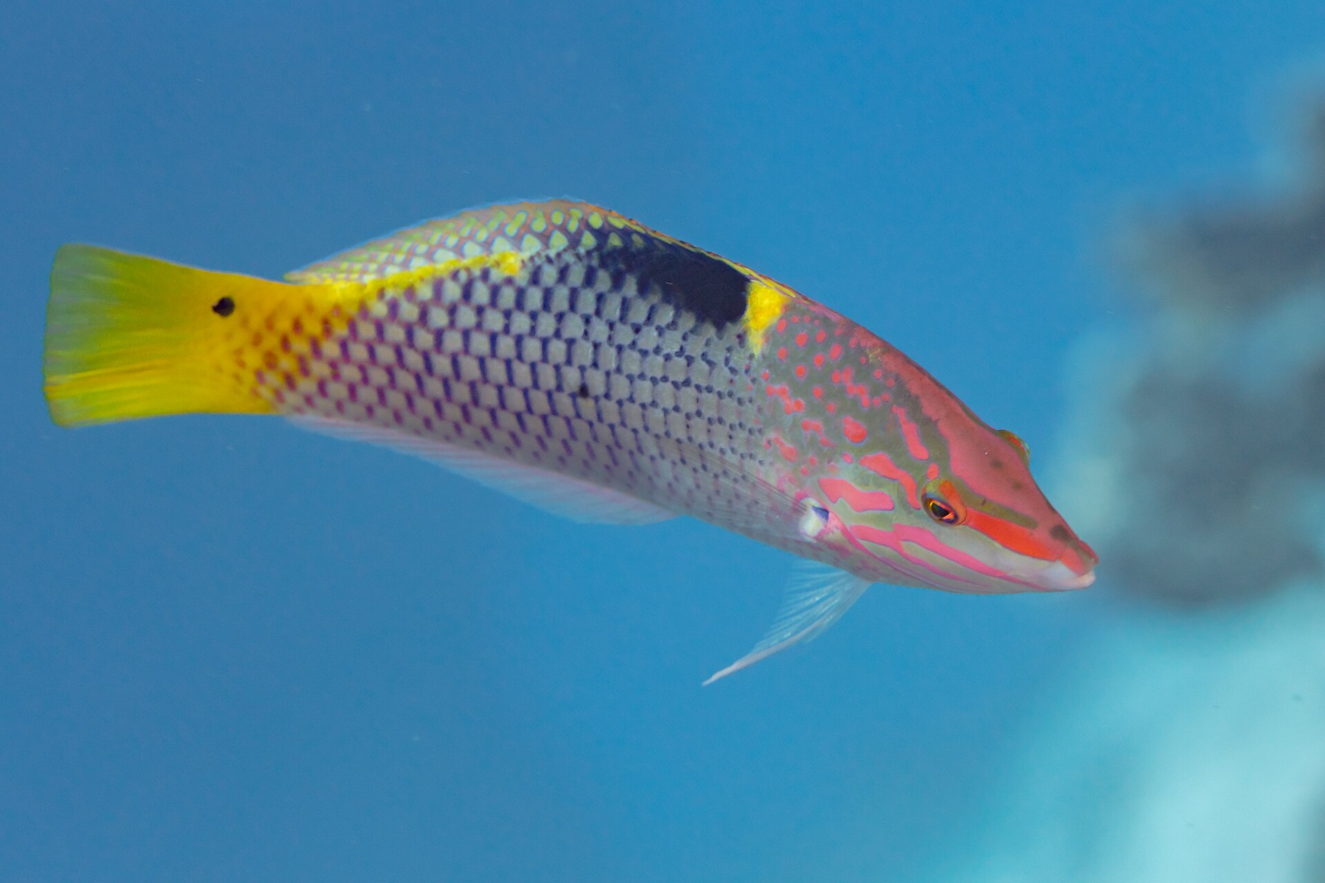 Imagem de referência relacionada a Halichoeres, item descrito como género de peixes
