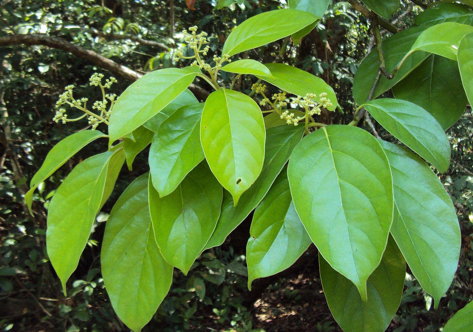 Imagem de referência relacionada a Mastixia, item descrito como género de plantas