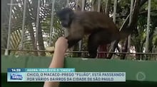 De cães e gatos a jacaré: animais inusitados são encontrados em estações de metrô em SP e Bahia
