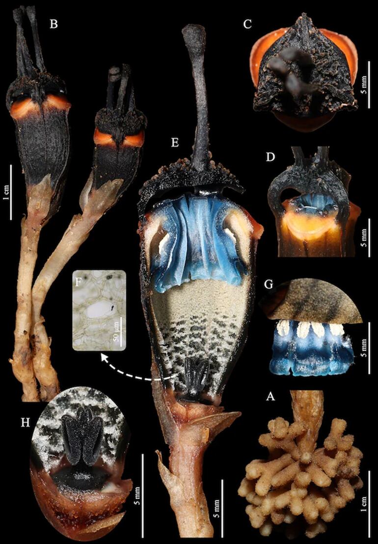 Flor com ‘dois olhos’ que não precisa de luz solar para viver é descoberta na Tailândia