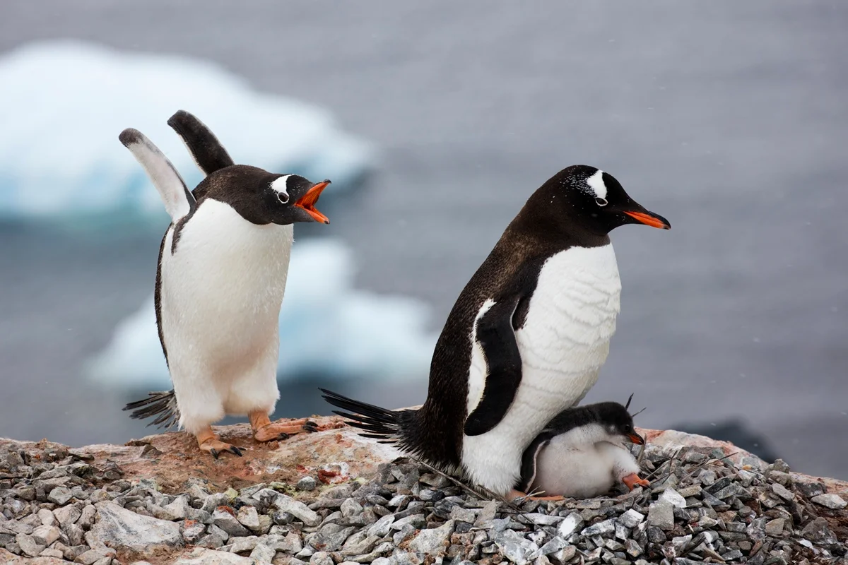 Pesquisadores descobrem nova espécie de pinguim pela 1ª vez em 100 anos