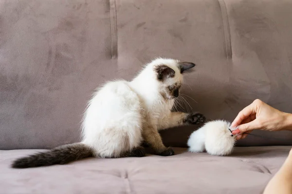 Escovação dos gatos reduz bolas de pelo e previne até problemas de saúde