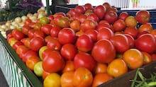 Do híbrido à colheita: como a tecnologia está mudando o cultivo do tomate