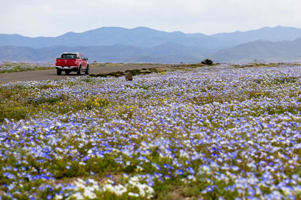 Entre os lugares mais áridos da Terra, Deserto do Atacama floresce após chuvas intensas provocadas pelo El Niño