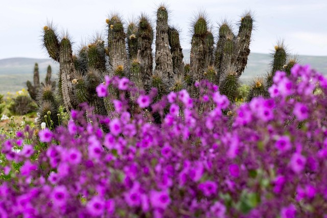 Entre os lugares mais áridos da Terra, Deserto do Atacama floresce após chuvas intensas provocadas pelo El Niño