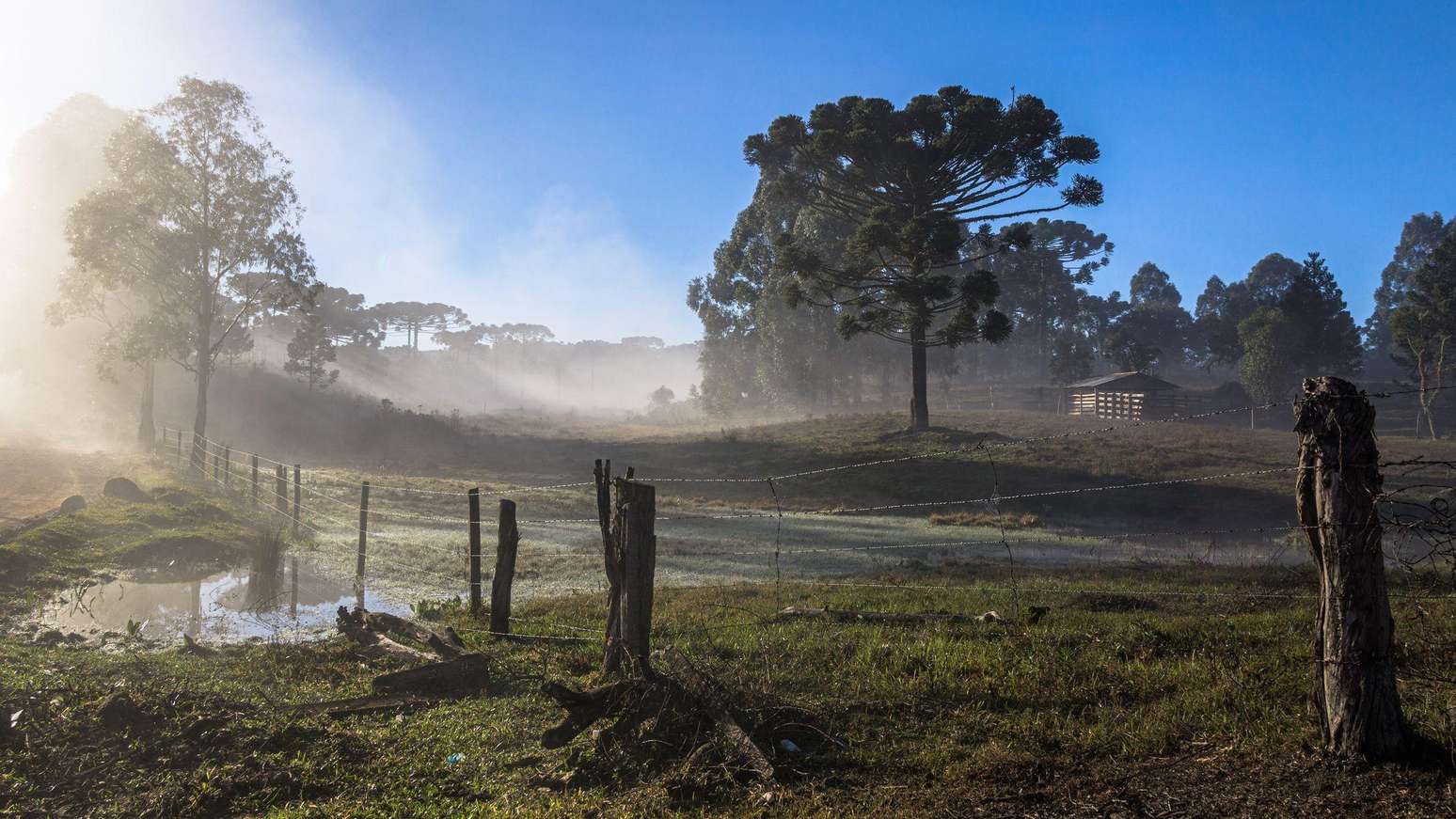 Arauc&aacute;ria em paisagem rural de inverno em Pinh&atilde;o (PR); El Ni&ntilde;o deve intensificar a atua&ccedil;&atilde;o de massas de ar frio no Sul do pa&iacute;s durante a primavera