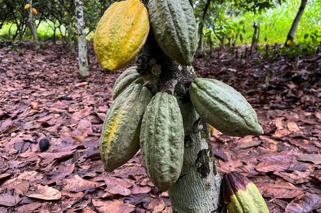 Chuva insuficiente na Costa do Marfim levanta preocupações sobre a qualidade e o fornimento de cacau, dizem os agricultores
