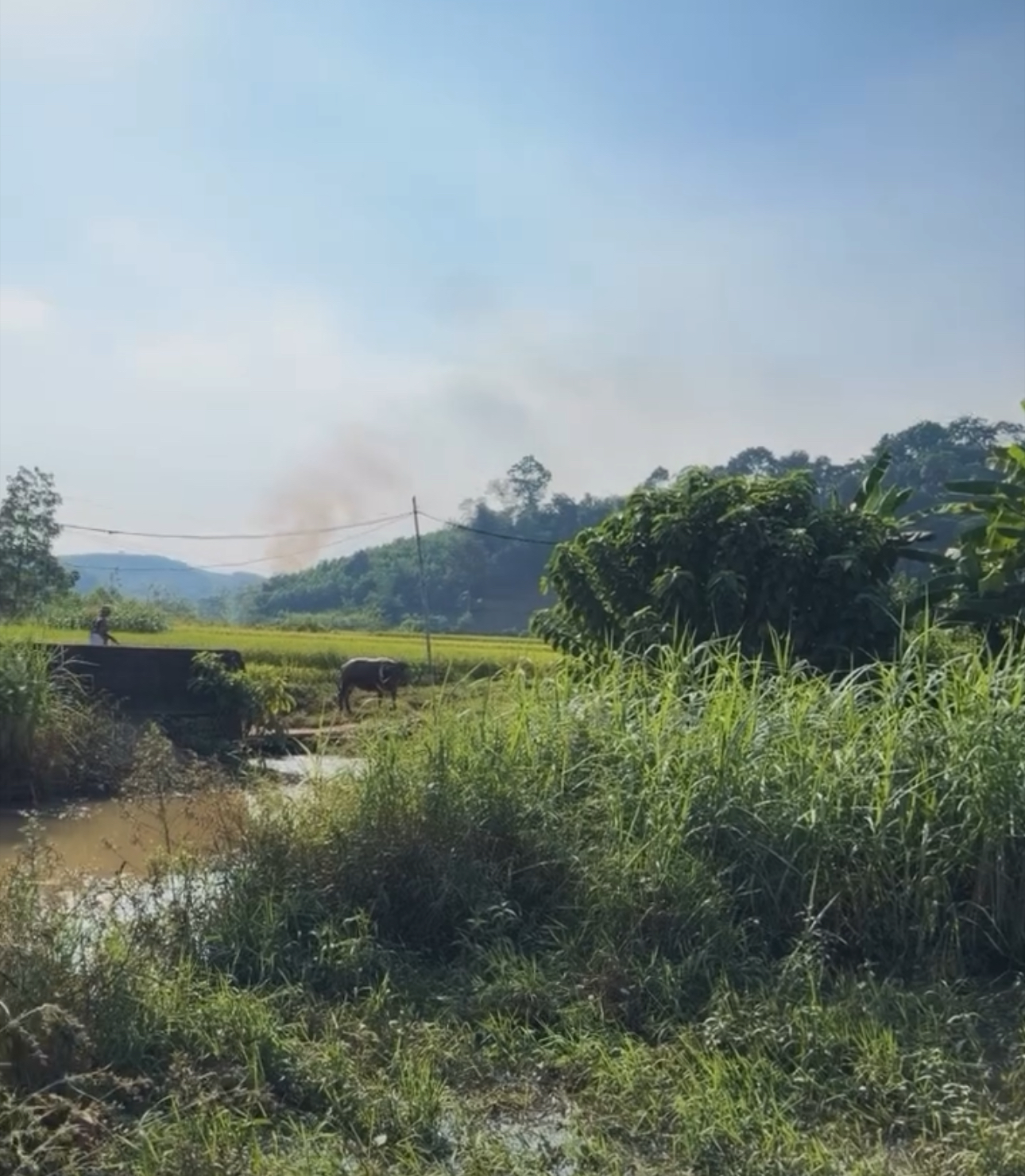 O goleiro Bùi Tiến Dũng voltou à terra natal para secar o arroz para a mãe