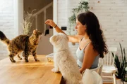 Maus-tratos a cães e gatos na Espanha pode render multa de até R$ 1 milhão