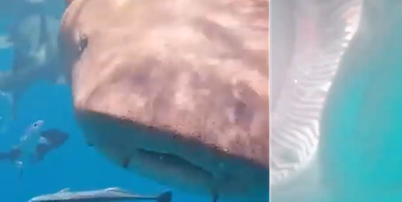Tubar&atilde;o engoliu c&acirc;mera de turista chin&ecirc;s, nas Maldivas Foto: Reprodu&ccedil;&atilde;o/YouTube/dailymailcute