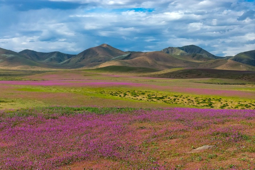 Entre os lugares mais áridos da Terra, Deserto do Atacama floresce após chuvas intensas provocadas pelo El Niño