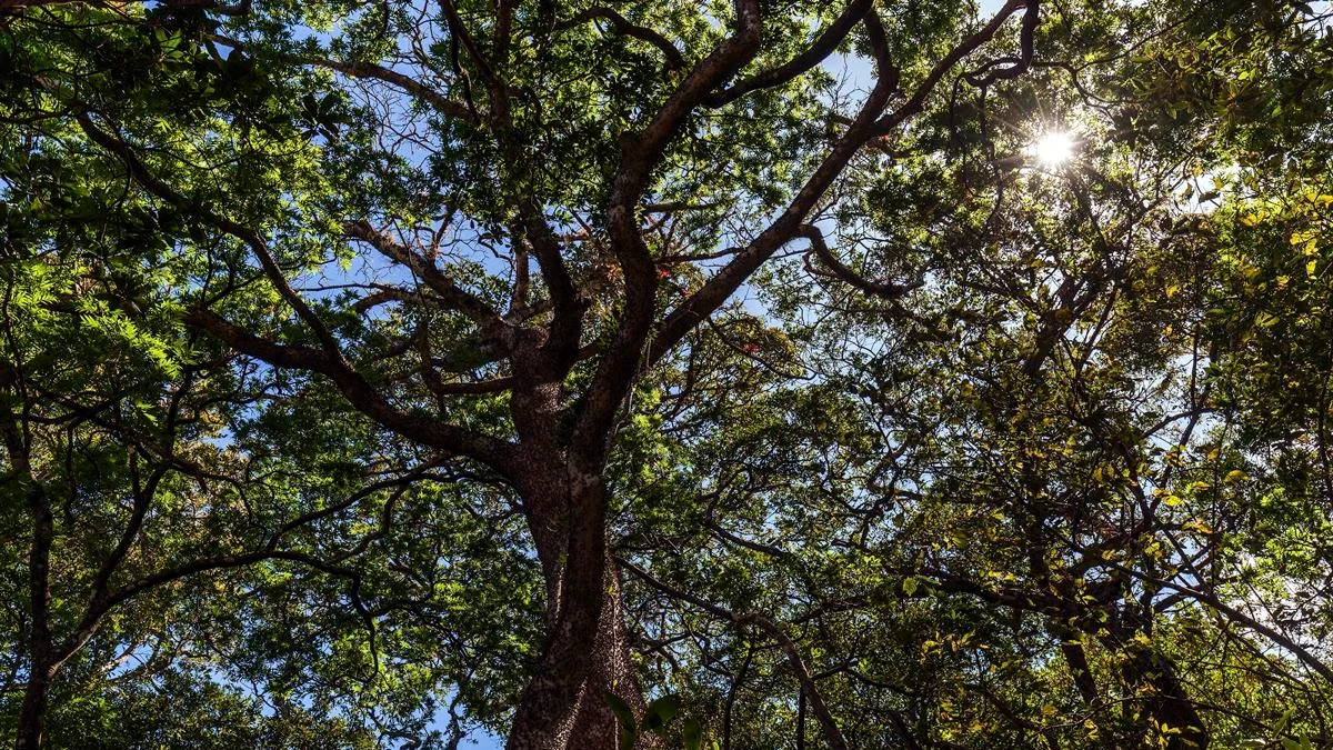 Assacu: árvore amazônica possui frutos “explosivos” e produz “leite” tóxico