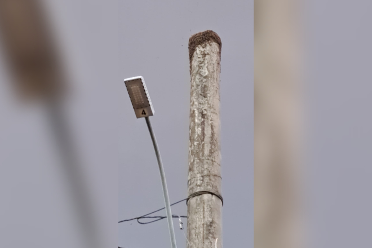 Irmãos são atacados por enxame de abelhas e homem tem parada cardíaca em MG