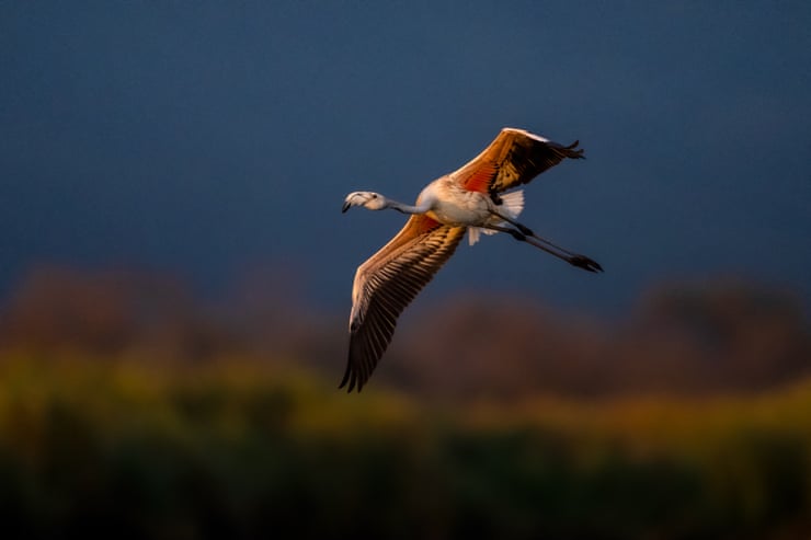 Semana na vida selvagem: um focinho-amigável, um goldcrest furioso e 'o pai do cisne'