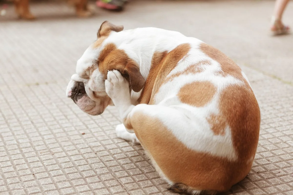 cachorro se coçando por conta de pulga e carrapato