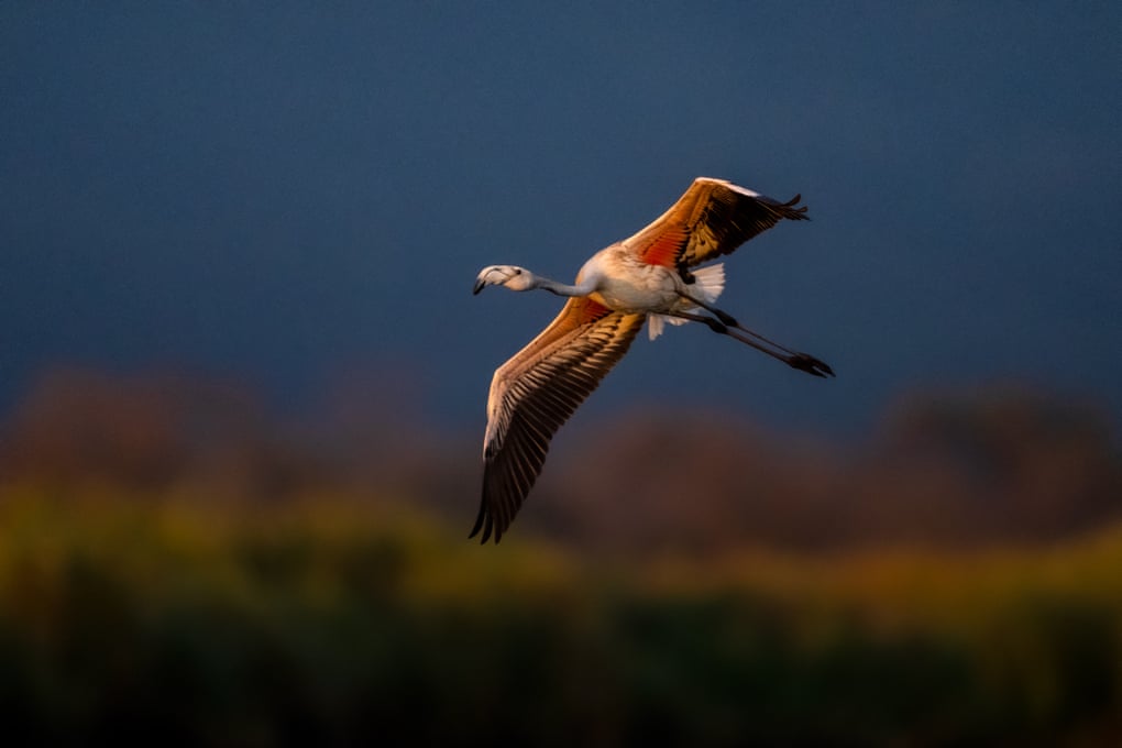 Semana na vida selvagem: um focinho-amigável, um goldcrest furioso e 'o pai do cisne'