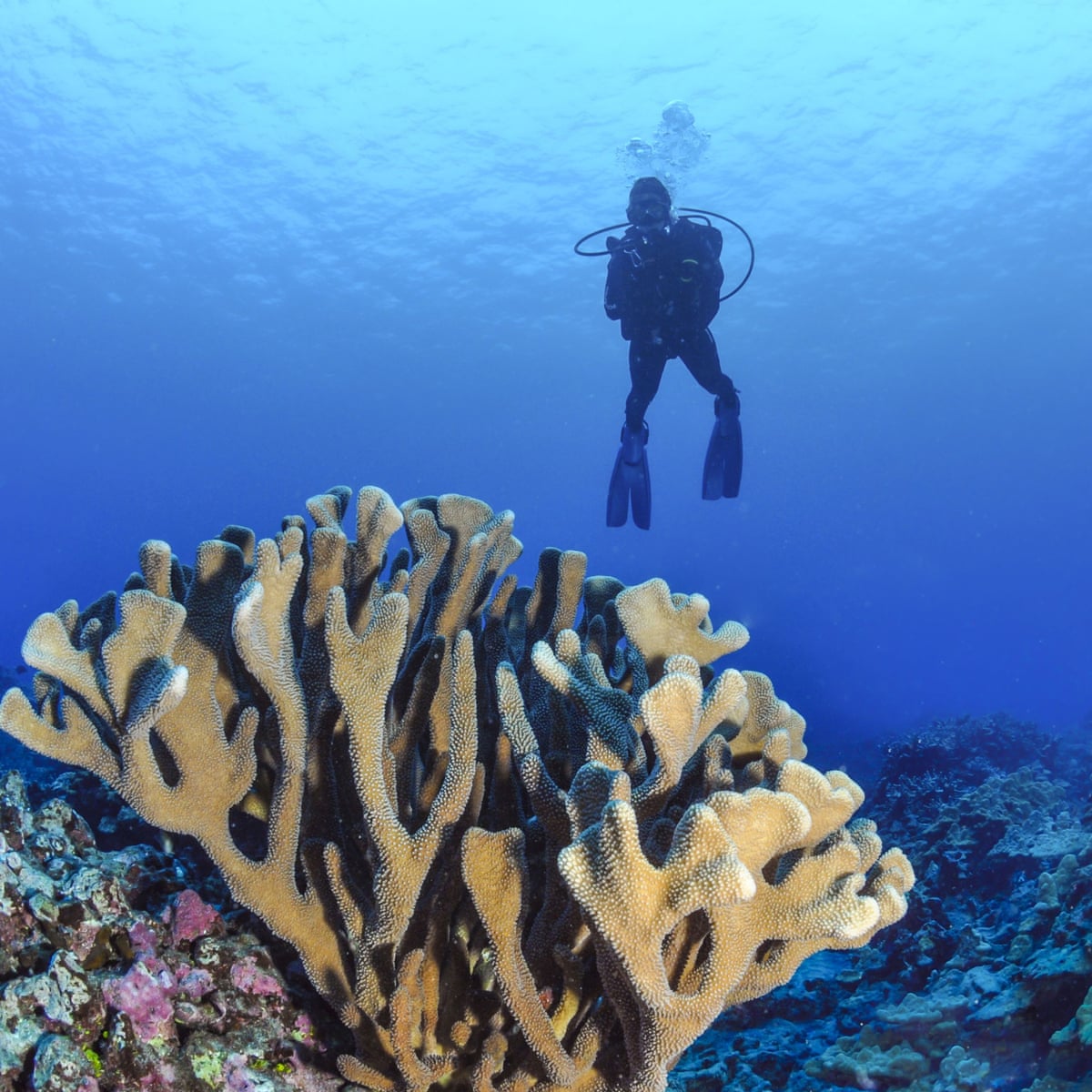 Quase todos os recifes de coral de águas rasas do planeta enfrentam o colapso do ecossistema até 2075, dizem conselheiros da ONU.