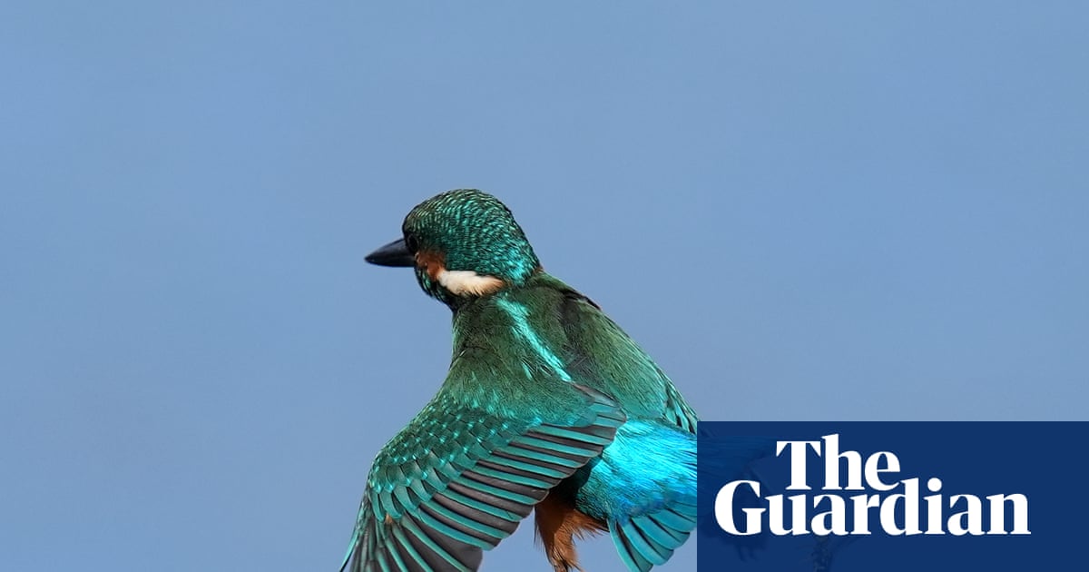 Semana na vida selvagem: um focinho-amigável, um goldcrest furioso e 'o pai do cisne'